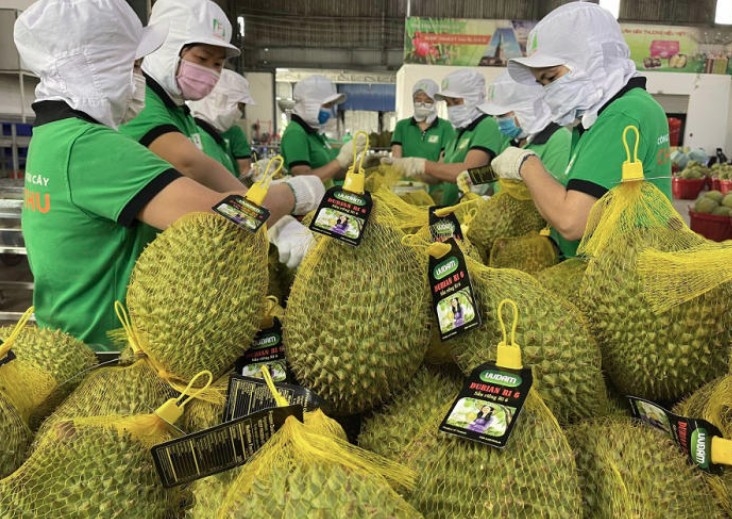 Chinese businesses seek to expand imports of Vietnamese agro-forestry products